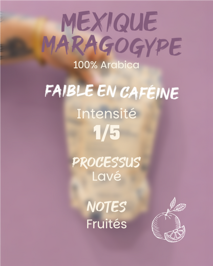 Mexique Maragogype
